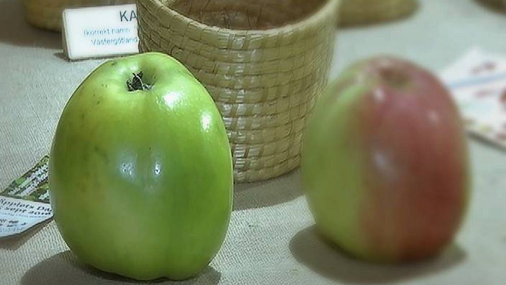 Närbild grönt öpple