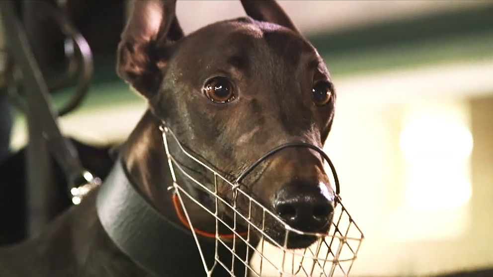 Hundkapplöpningar har förbjudits i New South Wales i Australien.
