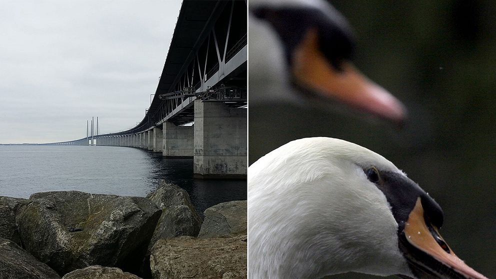 En svan hindrade trafiken på Öresundsbron.