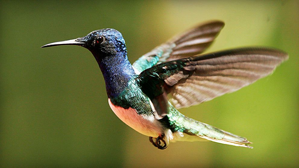 Se de virvelströmmar som kolibrin med sina vingar skapar i luften och som får den att sväva. Det faktum att båda vingarna bildar virvelströmmar gör att fågeln blir väldigt stabil när den svävar. I forskarnas experiment fick kolibrierna sväva i en vit rök som kommer från att kolsyreis värms upp.