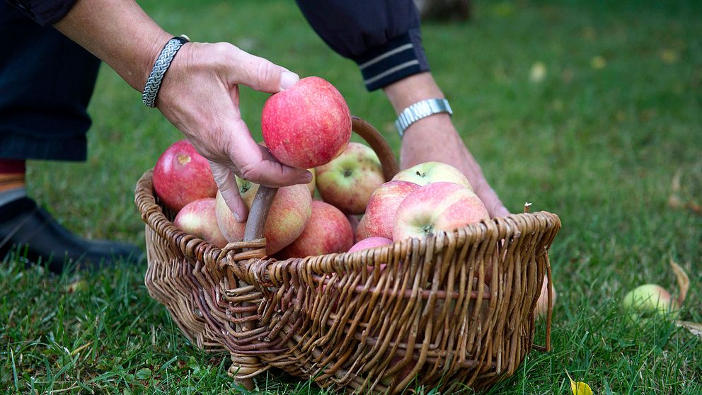 Äppeltjuvarna har återkommit till villaområdet flera gånger med stegar och ”dammsugit” träden på frukt. Arkivbild.