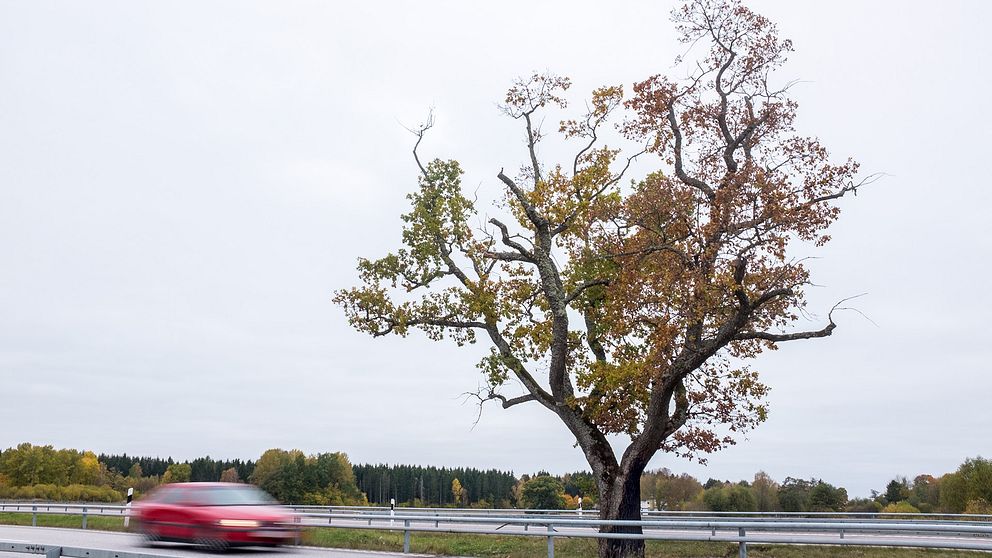 En ek som står mellan två vägbanor norr om Björklinge. En röd bil i förgrunden och trädet i bakgrunden. Barken på trädet är svedd från en eldsvåda i början på september.