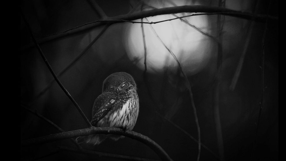 Mats Andersson, naturfotograf