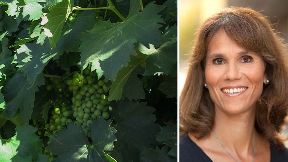 Marie Nygren, vice vd på Systembolaget besökte vingården Leeuwenkuil tidigare i år.