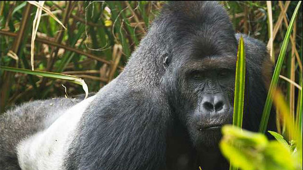 En närbild på en gorilla i djungeln.