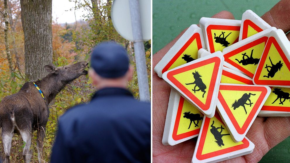 En älg och små varningsskyltar.