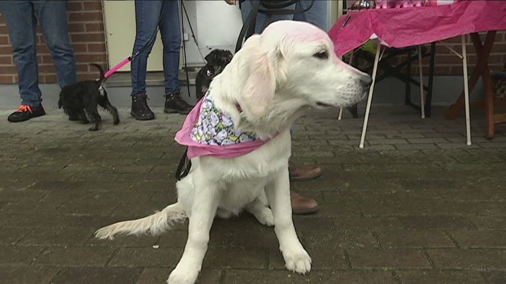 Hundägare på rosa promenad i Hallsberg