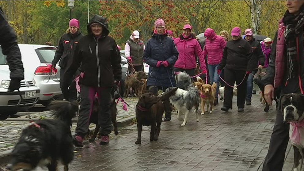 Hundägare på rosa promenad i Hallsberg