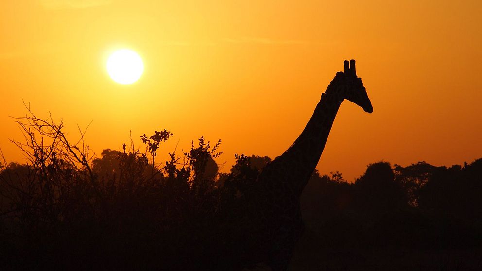 Giraff i solnedgång.