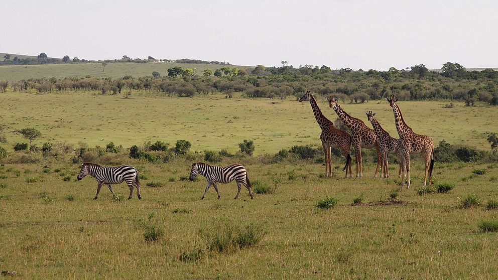 Zebror och giraffer ute i savannen.