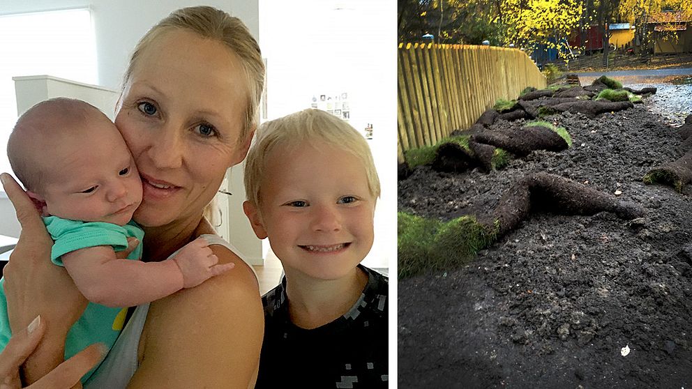 Tina Söderström, Bålsta, och hennes familj har drabbats av vildsvinens framfart.