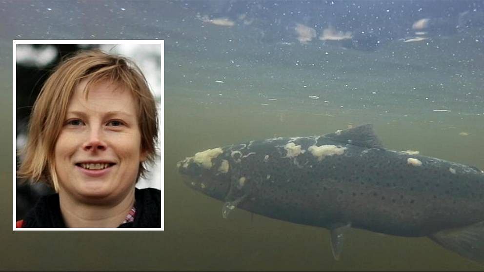 Charlotte Axén, tf statsveterinär på Statens veterinärmedicinska anstal, har tagit prover på smittade fiskar i Ljungan.
