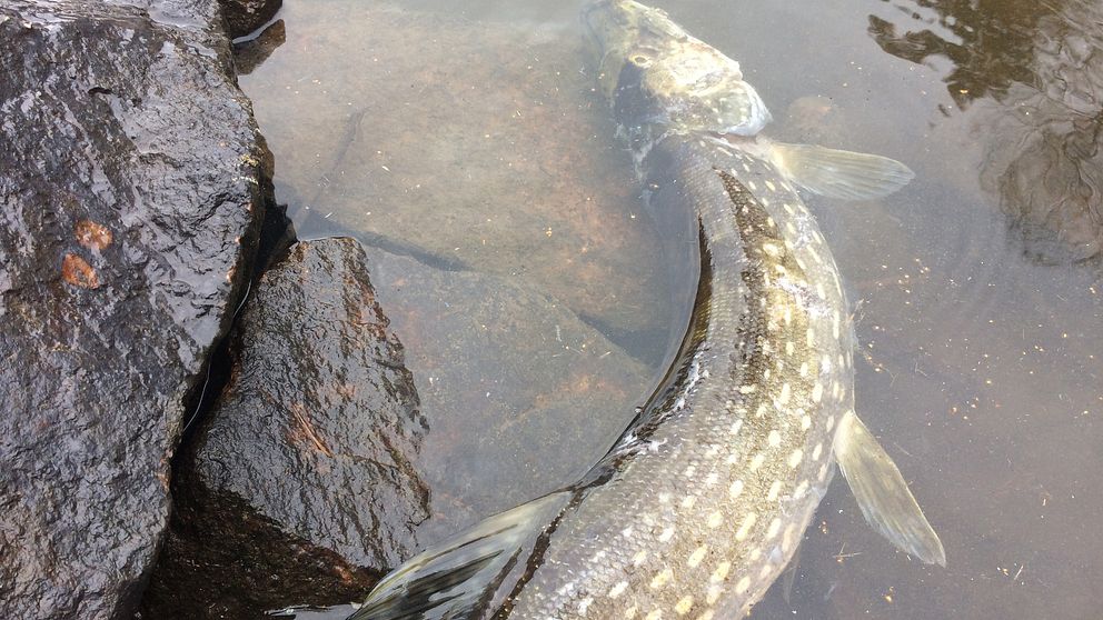 död fisk i vatten