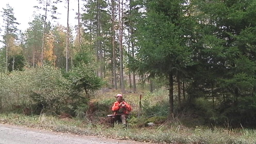 Älgjakt i L100 öster om Knivsta i Uppland den 11 oktober.
