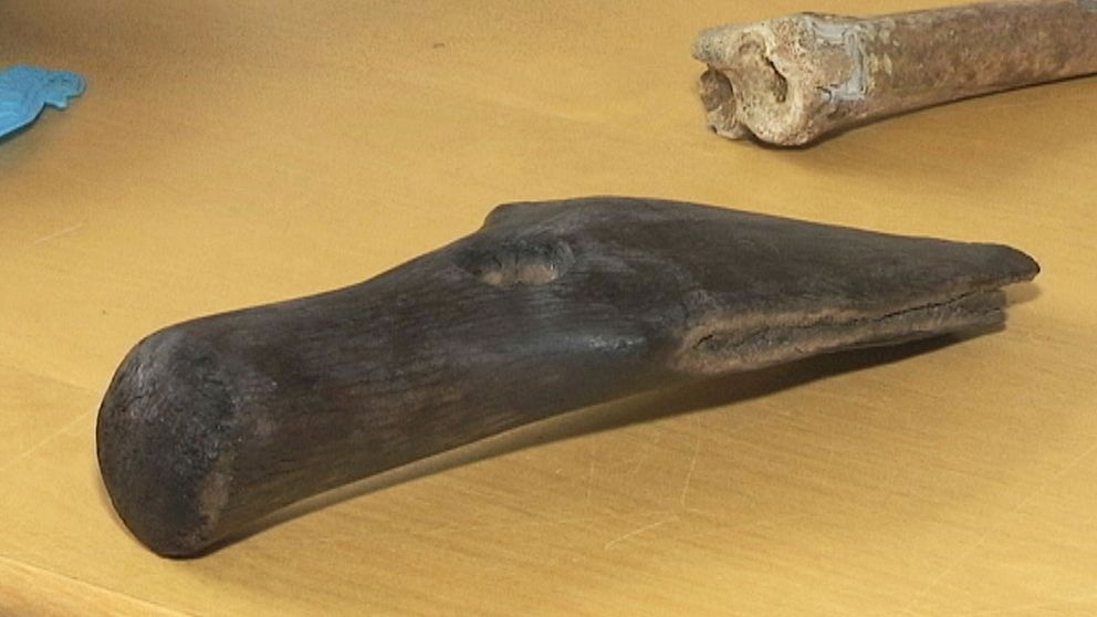 En 9000 år gammal hacka av älghorn