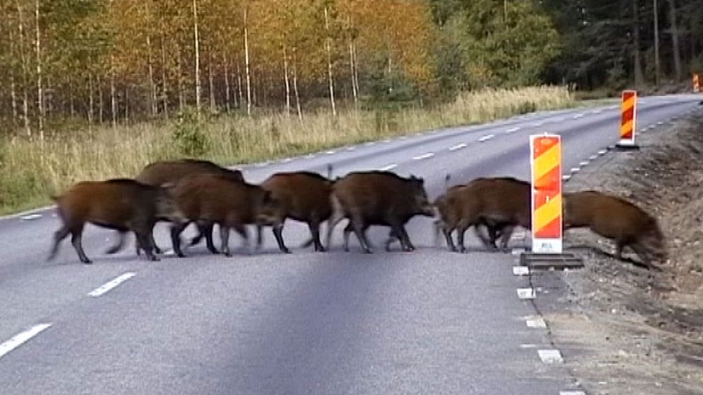 vildsvin vilolyckor ökar Skåne