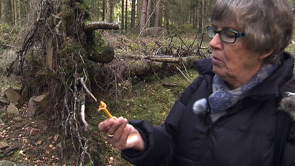 Anita tycker att det är problematiskt att granskogen saknas bland den marken som skyddas enligt naturvårdsavtalet.