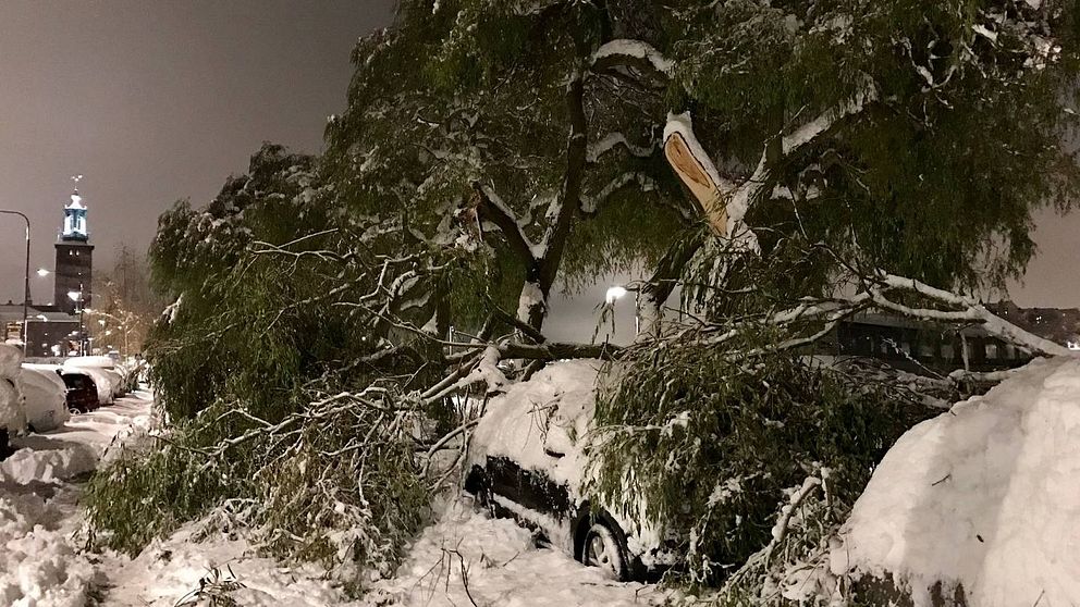 En stor trädgren har fallit ner över bilar på Norr Mälarstrand.