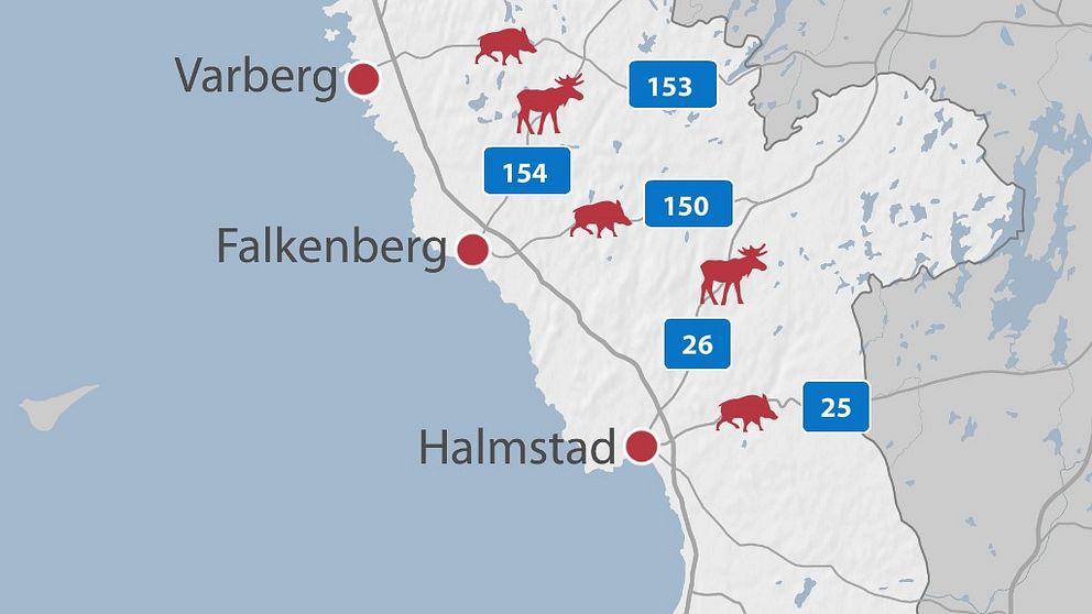 Hallands fem mest olycksdrabbade vägsträckorna för viltolyckor.