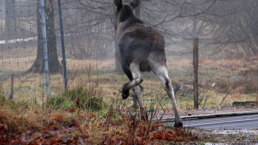 Årets prognos pekar på uppemot 53.000 viltolyckor.