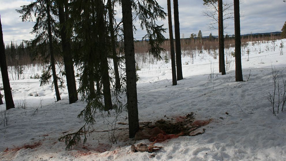 Slaktrester och älgfoster på marken