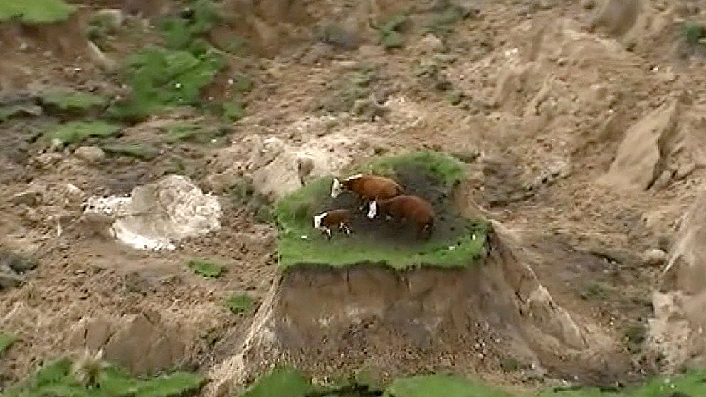 Tre kor, som satt fast i en hage efter jordskalvet på Nya Zeeland, har räddats.