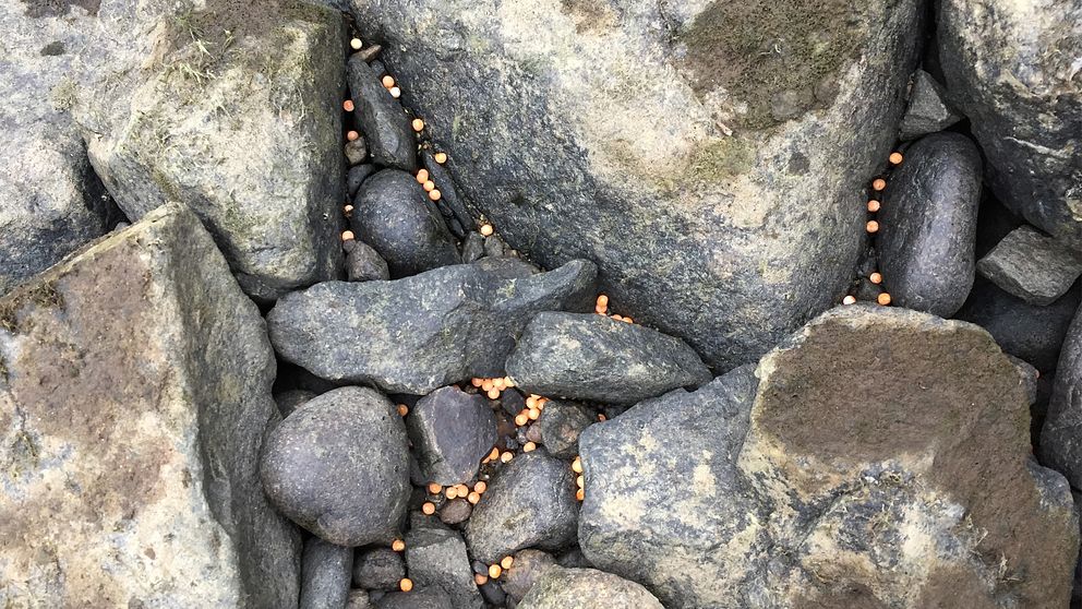 Fiskrom på torra land bland stenarna vid stranden.