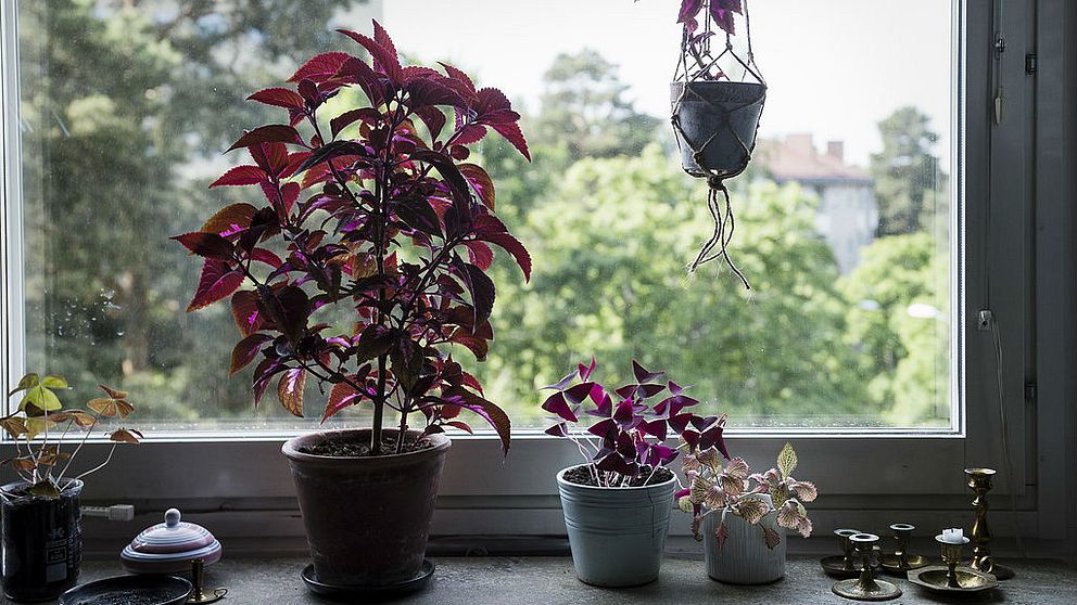 En bild på ett par växter i ett fönster.