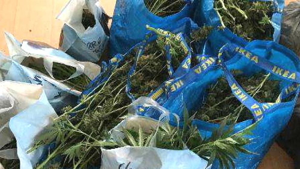 Cannabisplantor i blå Ikea-kassar