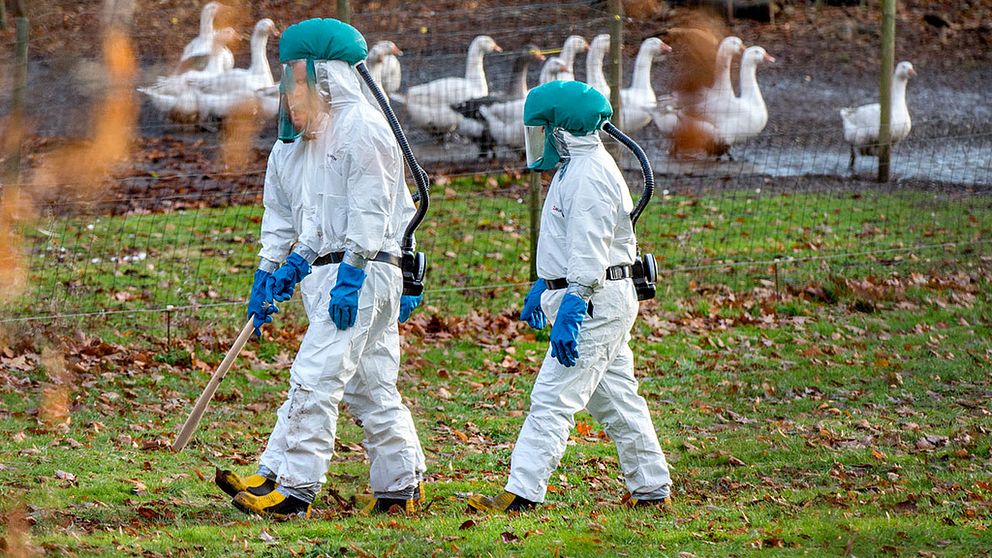 Danska Livsmedelsverket har konstaterat fågelinfluensa vid en besättning på norra Själland. Runt 30 fåglar har dött.