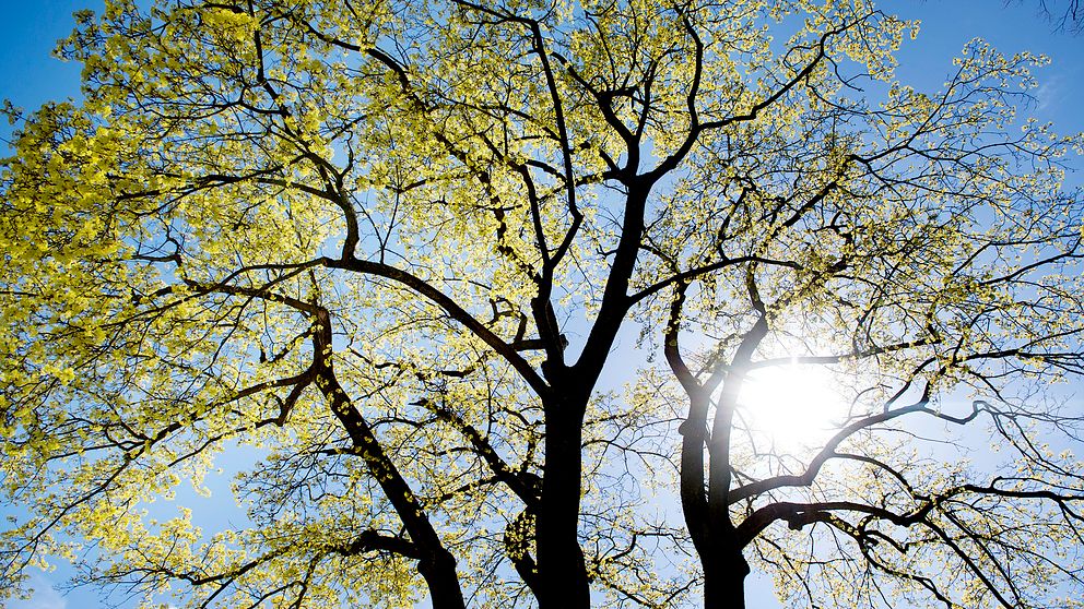 Vår, sol, träd, blad