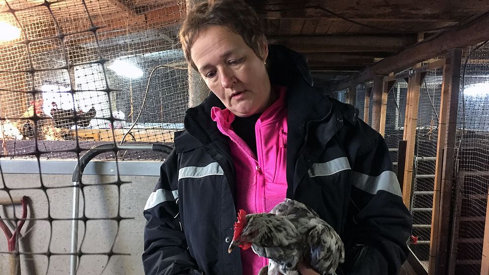 Lina Laurin har haft höns sedan mitten på 90-talet. Nu har hon in de sista inomhus efter att Jordbruksverket höjt skyddsnivån.