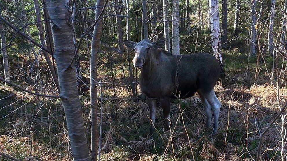 Älgen avlivades i ett villaområde.