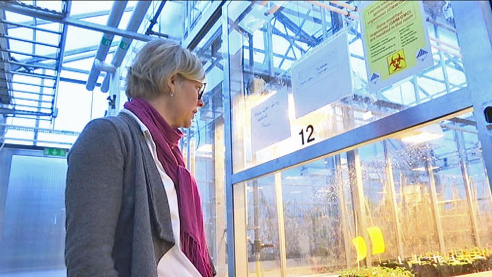 Mariette Andersson förevisar Alarps nya biotron