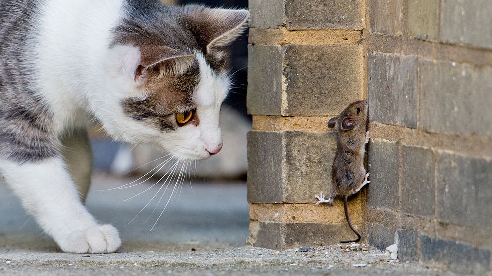 En katt inspekterar en mus som klättrar på en tegelvägg
