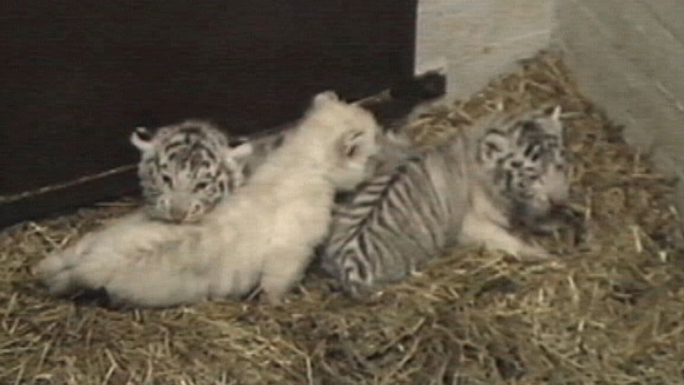 Under 1990-talet föddes tre vita tigerungar på Eskilstuna Zoo.