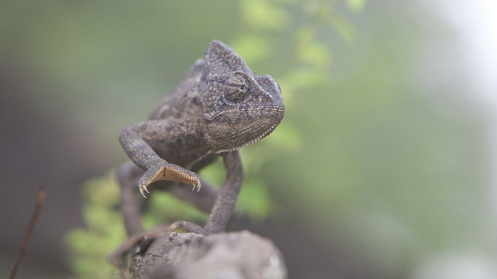 En kameleont på jakt efter insekter.