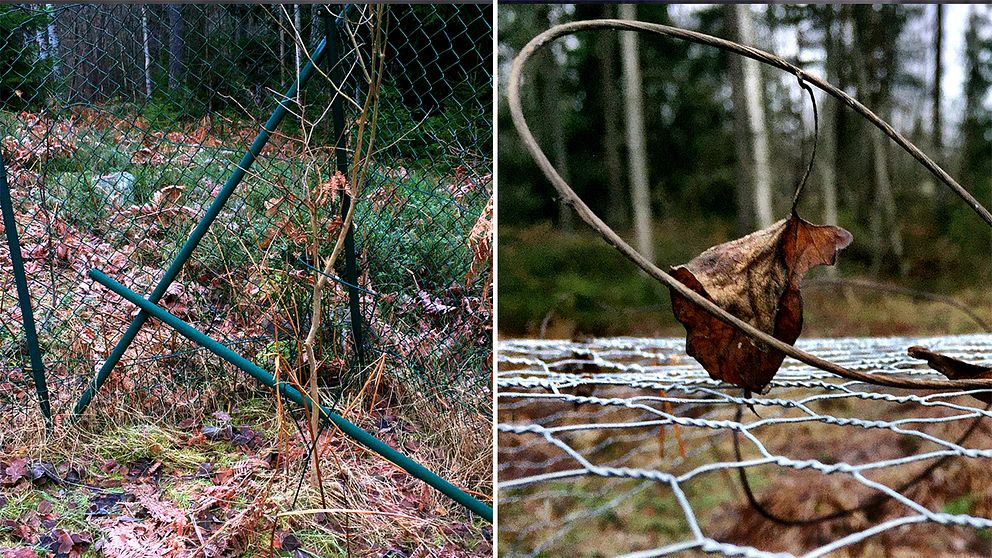 Älgen har rivit ner staketet