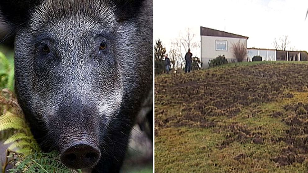 Hans-Görans trädgård bökades sönder av vildsvin.