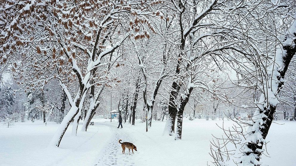 Hundpromenad i snöfall i Bulgariens huvudstad Sofia under tisdagen 29 november