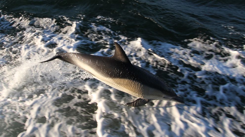 En delfin som hoppar i skummet bredvid färjan.