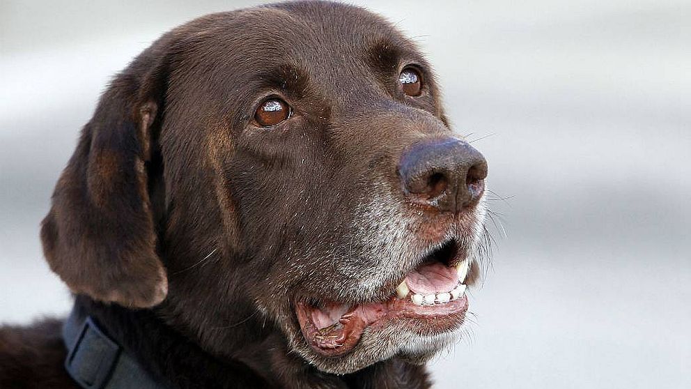 hund