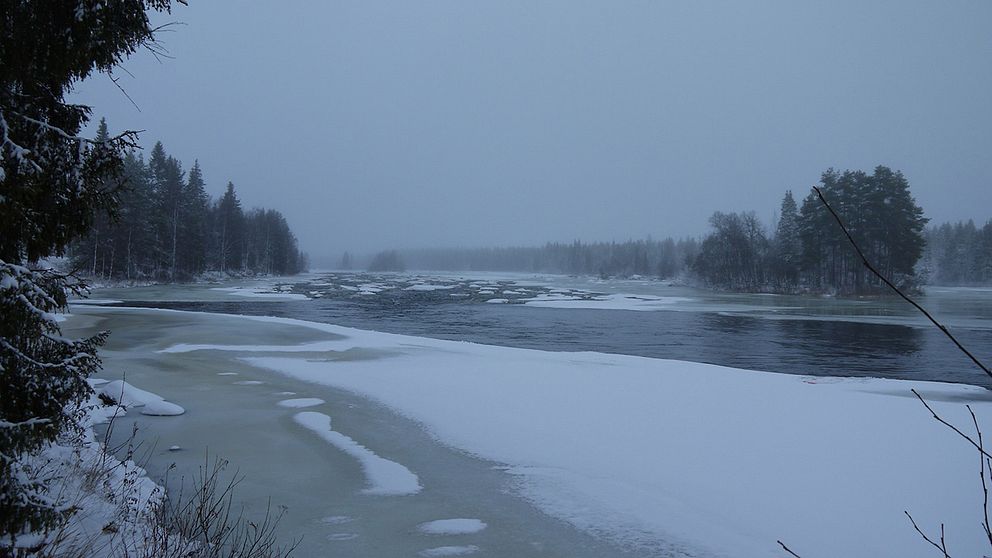 En gråmulen mildvädersdag vid Torneälven i Junosuando i Norrbotten den 16 november.