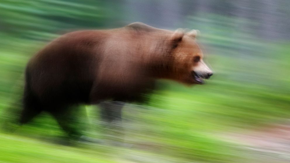 En björn gick till attack mot en jägare utanför Harg i lördags.