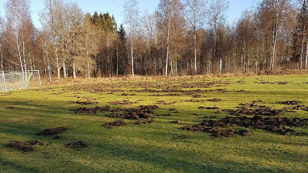 Pjätteryds fotbollsplan uppbökad av vildsvin