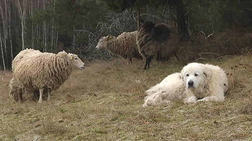 Hunden Arthur ligger på marken intill några får