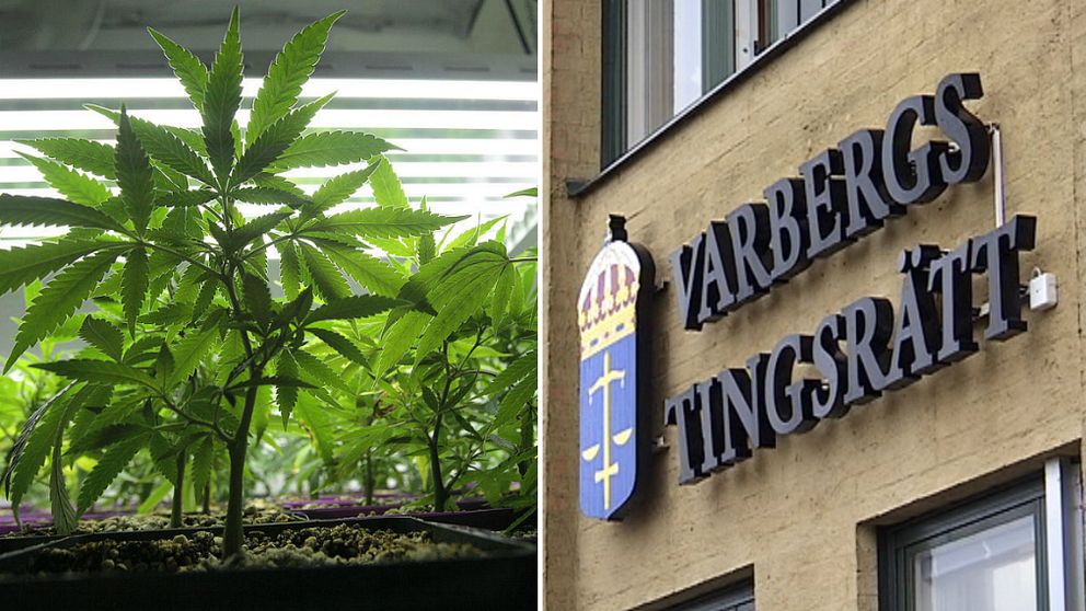 Cannabis och Varbergs tingsrätt