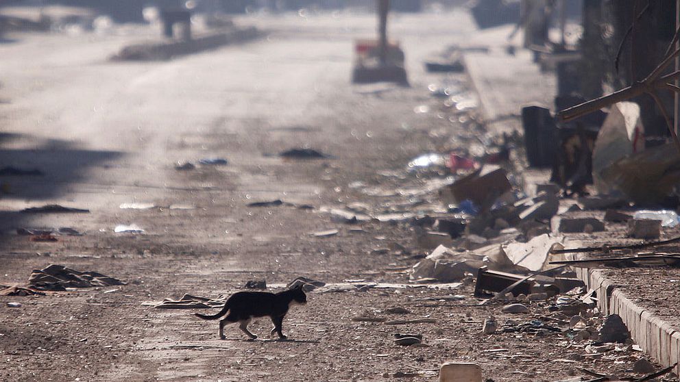 Ensam katt på en gata i Aleppo.