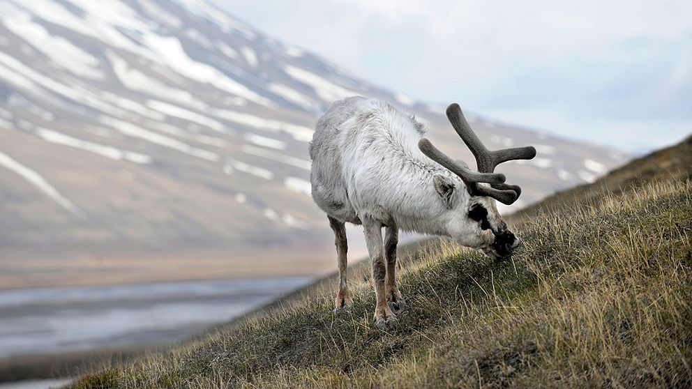 En ren på Svalbard 2008.