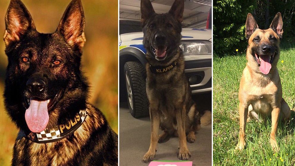 Några av de hundar som Uppsalapolisen använder är Golle, Qurre och Rocko.